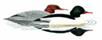 Moor Green Lakes Logo