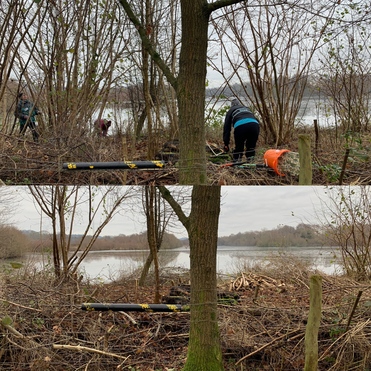 Coppicing