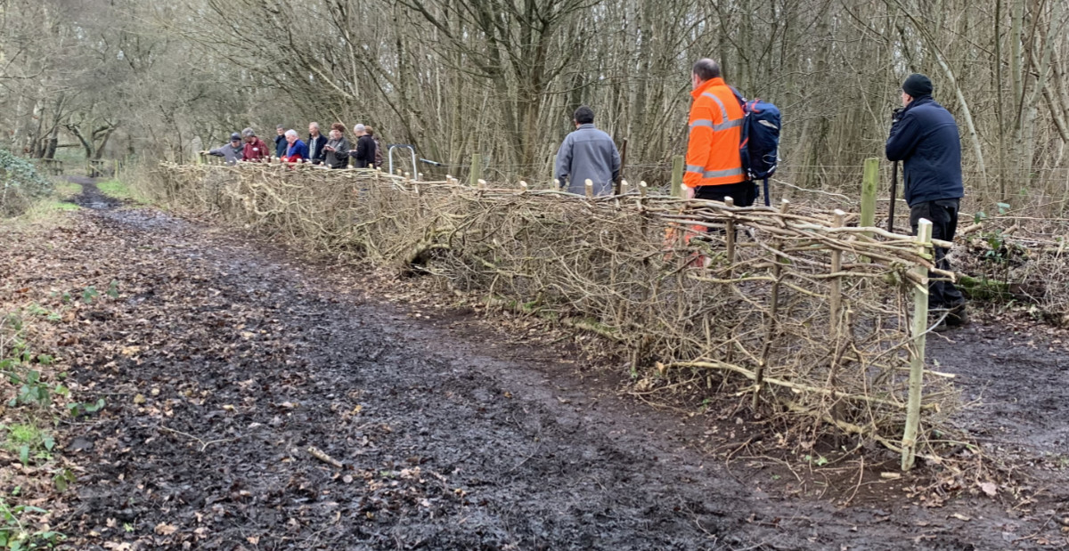 Hedge laid