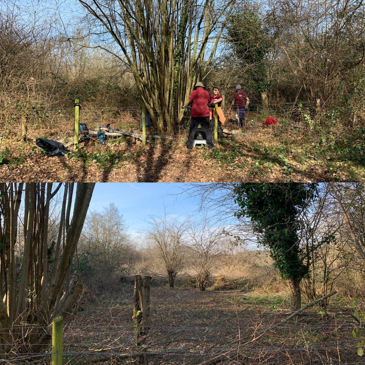 Coppicing
