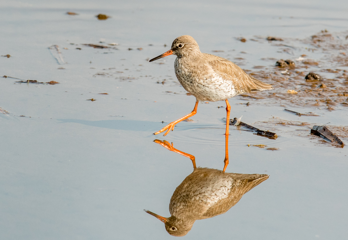 Redshank